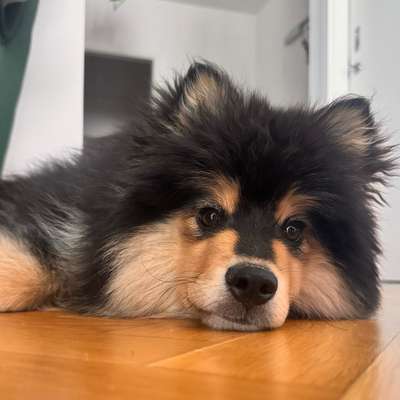 Hundetreffen-Welpen/Junghund Freundschaft-Bild