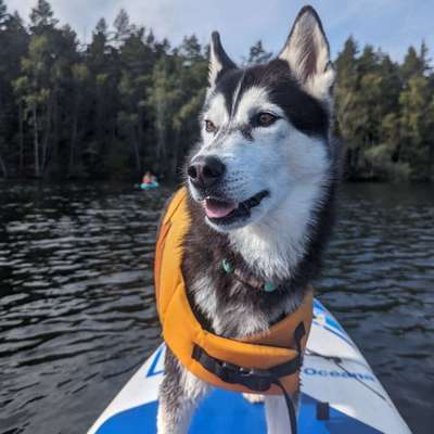 Hundetreffen-Begegnungstraining-Bild