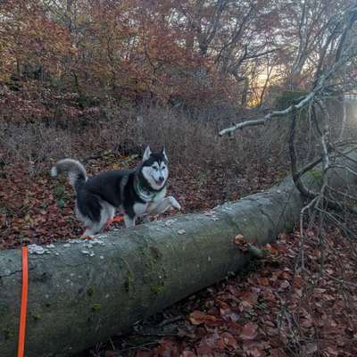 Husky-Beitrag-Bild