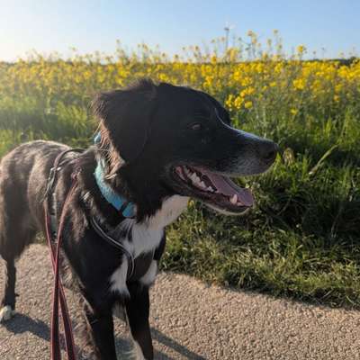 Hundetreffen-Begegnungstraining-Bild