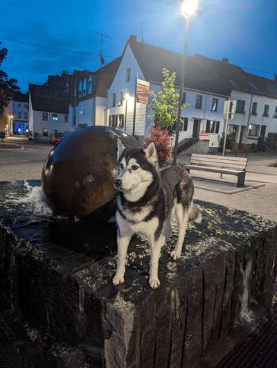 Hundetreffen-Begegnungstraining-Bild