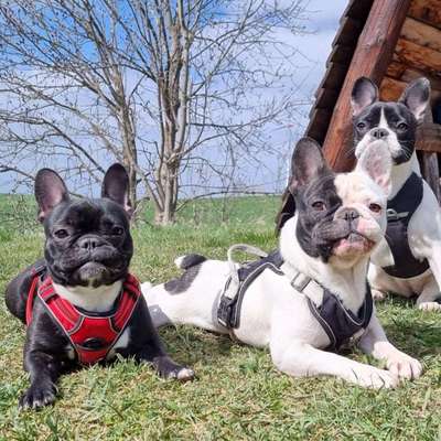 Hundetreffen-Suchen Spielgefährten-Bild