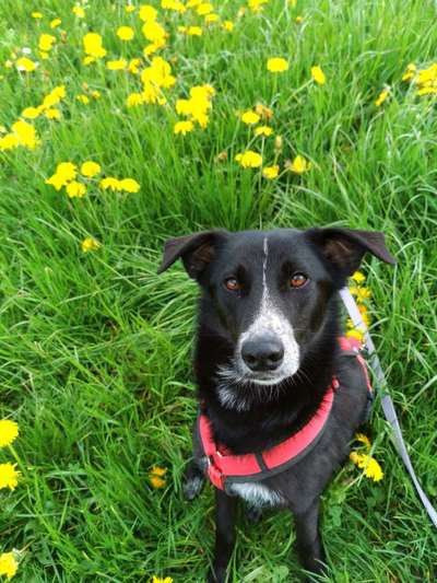 Dogorama Photo Challenge - Frühlingserwachen-Beitrag-Bild