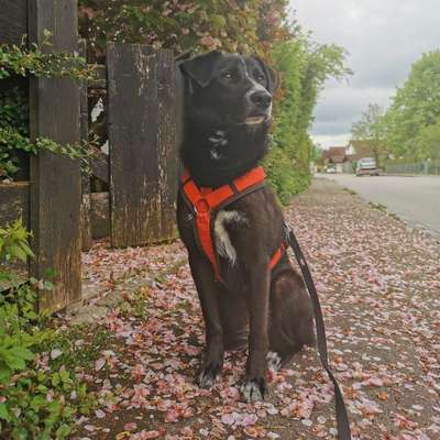 Hundetreffen-Social walk, Training, Spaziergänge-Bild