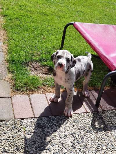 Welpen Bilder !-Beitrag-Bild