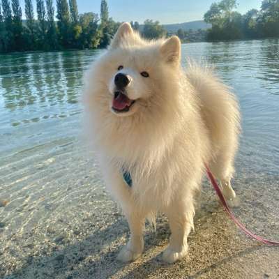 Hundetreffen-Wir üben noch, du auch?-Bild