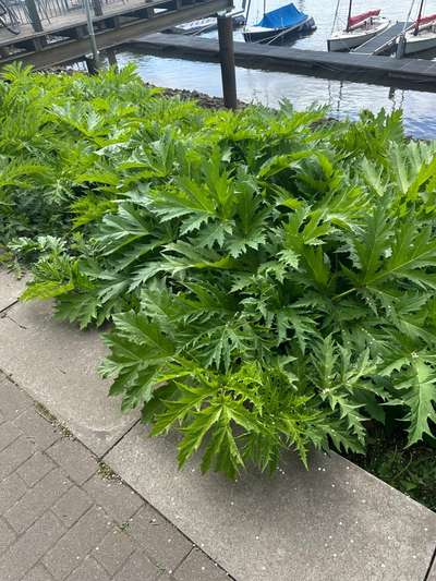 Giftköder-Riesenbärenklau-Bild