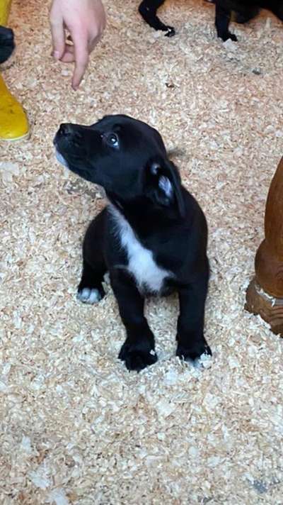 Das erste Bild eures Hundes-Beitrag-Bild