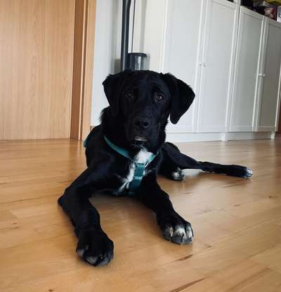 Labradorfans-Beitrag-Bild