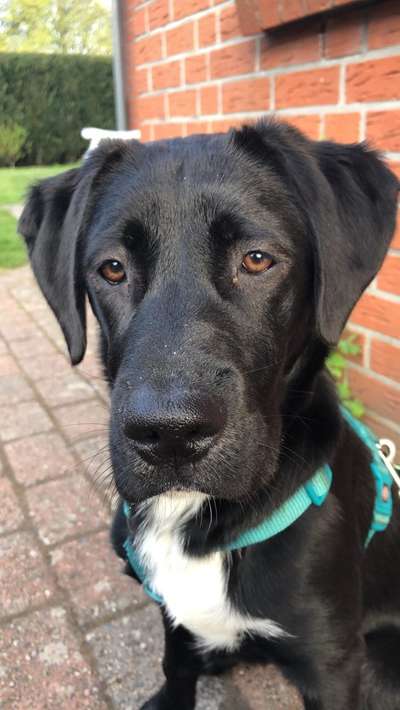 Labradorfans-Beitrag-Bild