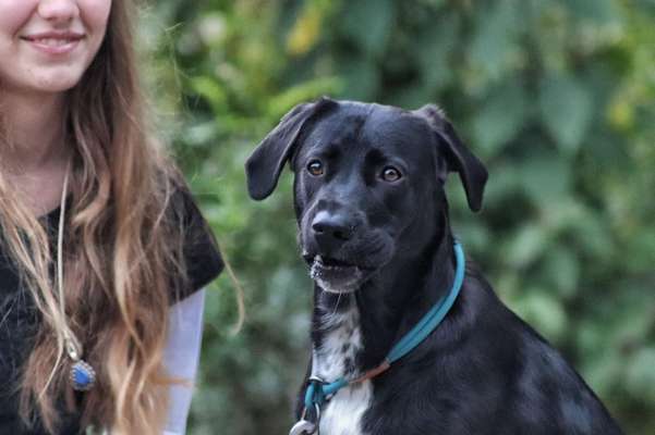 Labradorfans-Beitrag-Bild