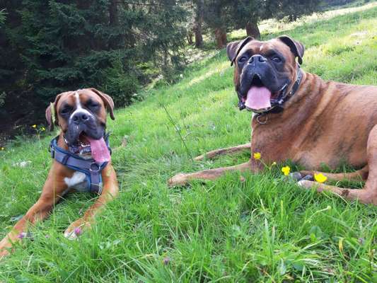 Deutsche Boxer-Beitrag-Bild