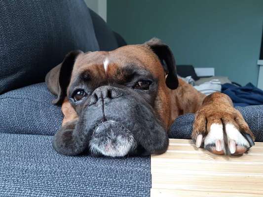 Deutsche Boxer-Beitrag-Bild