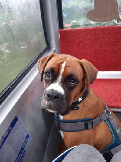 Deutsche Boxer-Beitrag-Bild