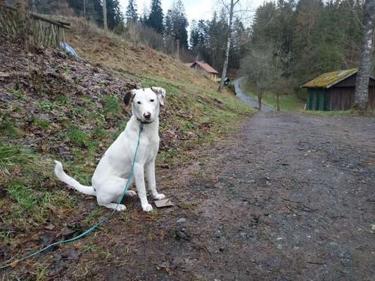 Hundetreffen-