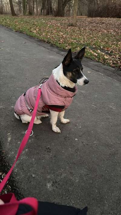 Hundetreffen-Gassi-Partner für Ellie-Bild