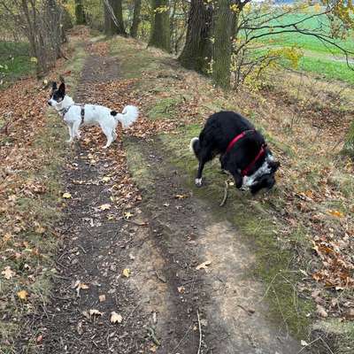 Hundetreffen-Treffen zum spazieren gehen-Bild