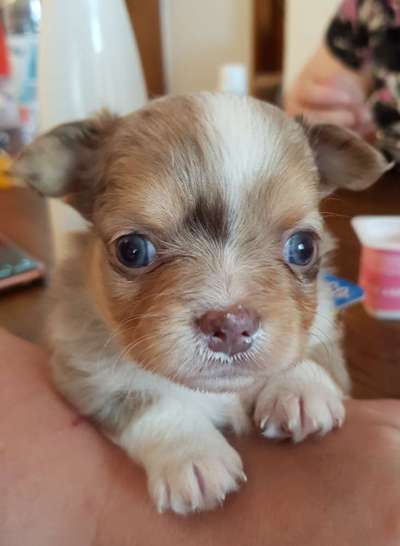 Welpen Bilder !-Beitrag-Bild