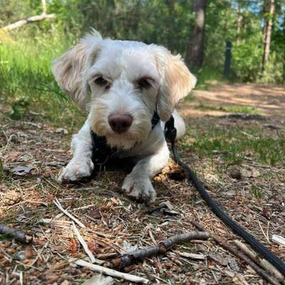 Hundetreffen-Kleine Junghunde-Bild