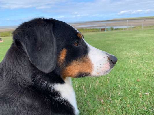 Appenzeller Sennenhunde-Beitrag-Bild