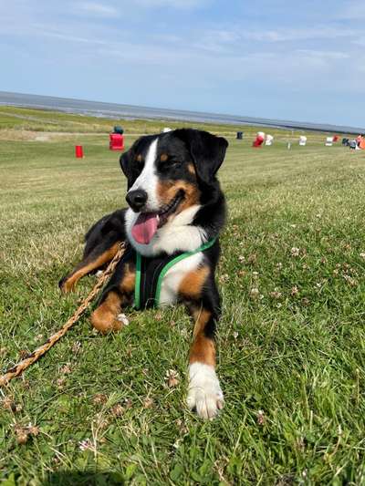 Appenzeller Sennenhunde-Beitrag-Bild