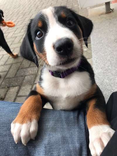 Appenzeller Sennenhunde-Beitrag-Bild