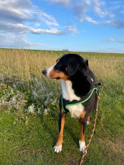 Appenzeller Sennenhunde-Beitrag-Bild