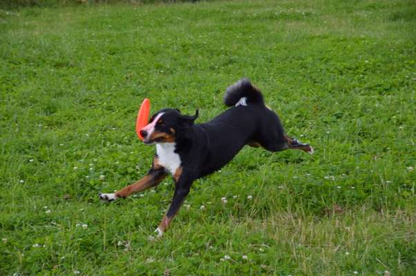 Dogorama Photo Challenge - Lieblingsspielzeug!-Beitrag-Bild