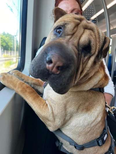 Shar Pei Mischlinge-Beitrag-Bild