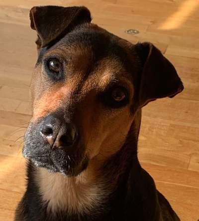 Hund im Büro 🐶💼-Beitrag-Bild