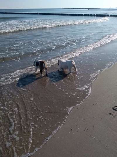 Dogorama-Monats-Challenge-Mai "Wasser"-Beitrag-Bild