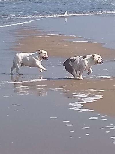 Dogorama-Monats-Challenge-Mai "Wasser"-Beitrag-Bild