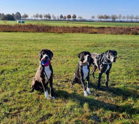 Deutsche Doggen Besitzer zeigt euch-Beitrag-Bild