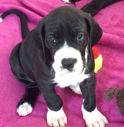 Welpen Bilder !-Beitrag-Bild