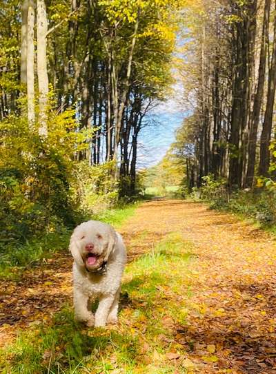 Herbst🍁-Beitrag-Bild