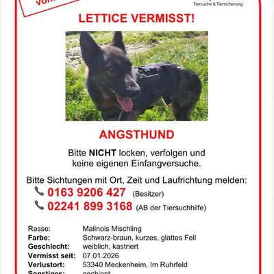 Suchmeldung-Lettice-Bild