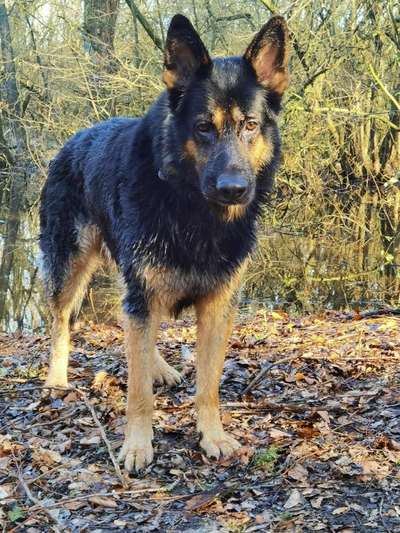 Hundetreffen-Asgard ist ein 4 jähriger Schäferhund und sucht liebe Spiel Kameraden-Bild