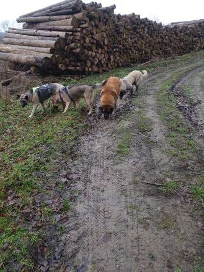 Hundetreffen-Sonntags Gassi Runde in Bad Salzuflen-Bild