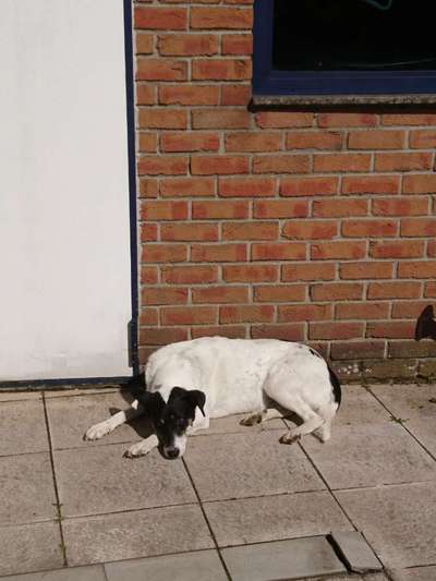 Auslandstierschutz-Beitrag-Bild