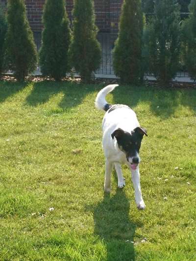 Auslandstierschutz-Beitrag-Bild