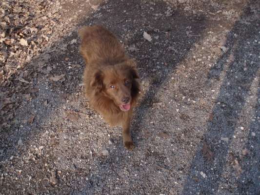 Unsere Fellnasen-Vielfalt im Überblick!-Beitrag-Bild