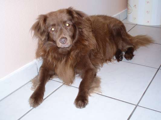 Unsere Fellnasen-Vielfalt im Überblick!-Beitrag-Bild