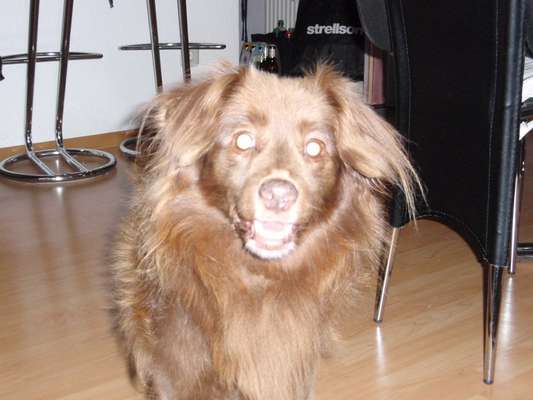 Unsere Fellnasen-Vielfalt im Überblick!-Beitrag-Bild