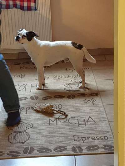 Mischlinge raten - Rätselspaß-Beitrag-Bild