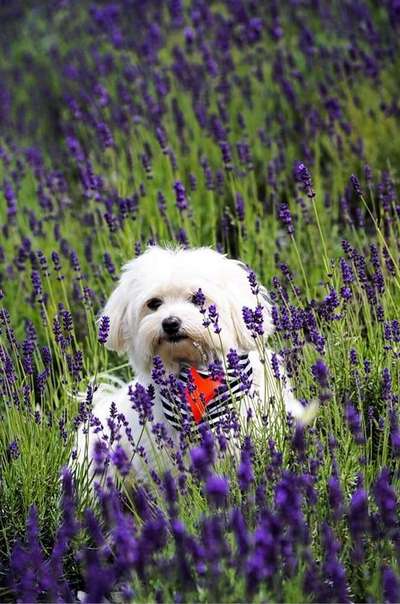 Die Dogorama Monats Challenge "Es grünt und blüht"-Beitrag-Bild