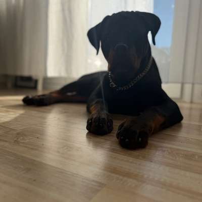 Hundetreffen-Wir suchen Spielpartner-Bild