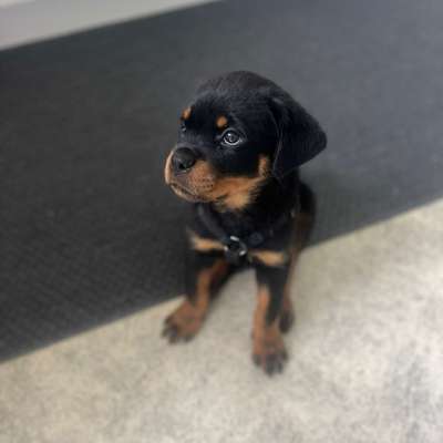 Hundetreffen-Wir suchen Spielpartner-Bild