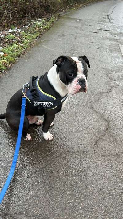 Olde English Bulldogge-Beitrag-Bild