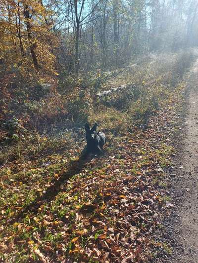 Schäferhund-Fans?-Beitrag-Bild