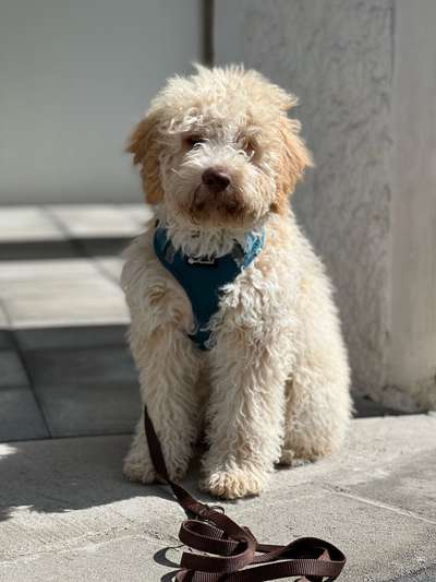 Lagotto Romagnolo Besitzer-Beitrag-Bild